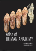 Atlas of human anatomy