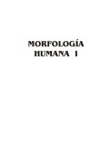 Morfología humana I